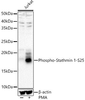 Phospho-Stathmin 1-S25 Rabbit Polyclonal Antibody
