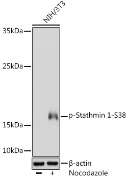 Phospho-Stathmin 1-S38 Rabbit Polyclonal Antibody
