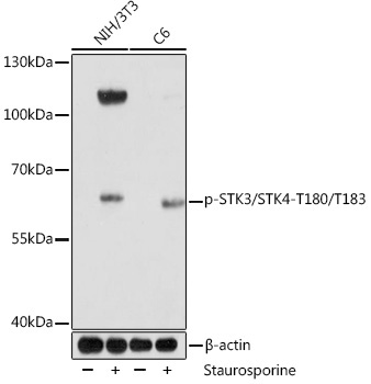 Phospho-STK3/STK4-T180/T183 Rabbit Polyclonal Antibody