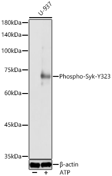 Phospho-Syk-Y323 Rabbit Polyclonal Antibody