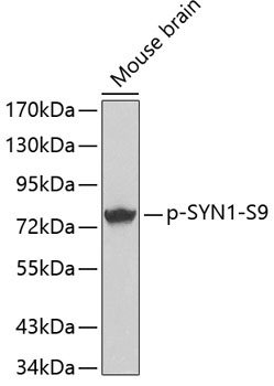 Phospho-SYN1-S9 Rabbit Polyclonal Antibody