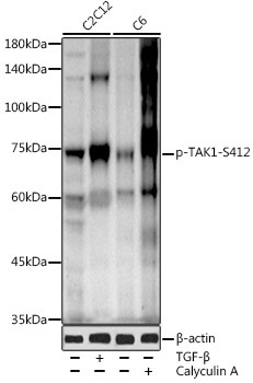 Phospho-TAK1-S412 Rabbit Polyclonal Antibody