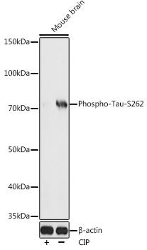 Phospho-Tau-S262 Rabbit Polyclonal Antibody