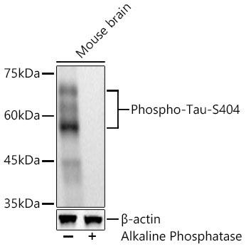 Phospho-Tau-S404 Rabbit Monoclonal Antibody - Image 2
