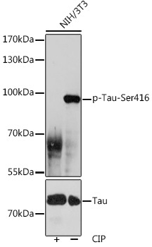 Phospho-Tau-Ser416 Rabbit Polyclonal Antibody