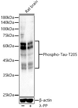 Phospho-Tau-T205 Rabbit Polyclonal Antibody
