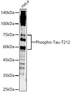 Phospho-Tau-T212 Rabbit Polyclonal Antibody