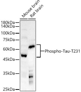 Phospho-Tau-T231 Rabbit Polyclonal Antibody