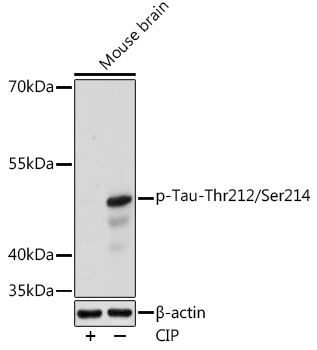 Phospho-Tau-Thr212/Ser214 Rabbit Polyclonal Antibody