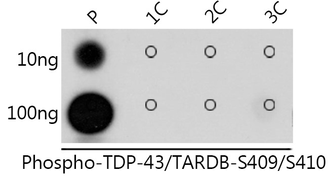 Phospho-TDP-43/TARDBP-S409/S410 Rabbit Polyclonal Antibody