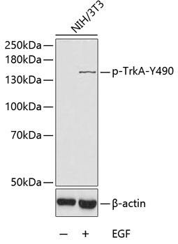 Phospho-TrkA-Y490 Rabbit Polyclonal Antibody