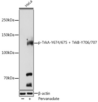 Phospho-TrkA-Y674/675 + TrkB-Y706/707 Rabbit Polyclonal Antibody