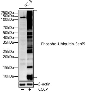 Phospho-Ubiquitin-Ser65 Rabbit Polyclonal Antibody
