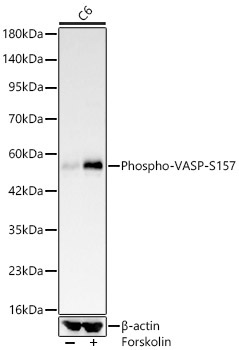 Phospho-VASP-S157 Rabbit Monoclonal Antibody