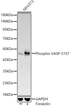 Phospho-VASP-S157 Rabbit Monoclonal Antibody - Image 2
