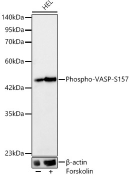 Phospho-VASP-S157 Rabbit Monoclonal Antibody