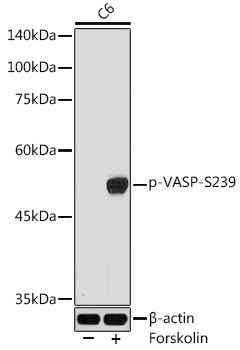 Phospho-VASP-S239 Rabbit Polyclonal Antibody