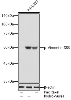 Phospho-Vimentin-S83 Rabbit Polyclonal Antibody
