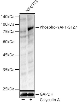 Phospho-YAP1-S127 Rabbit Polyclonal Antibody