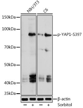 phospho-YAP1-S397 Rabbit Polyclonal Antibody