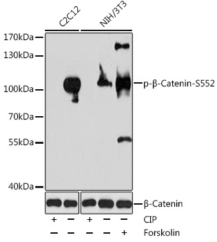 Phospho-Beta-Catenin-S552 Rabbit Polyclonal Antibody