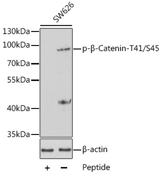 Phospho-Beta-Catenin-T41/S45 Rabbit Polyclonal Antibody