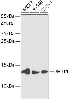 PHPT1 Rabbit Polyclonal Antibody