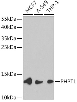 PHPT1 Rabbit Polyclonal Antibody