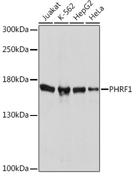 PHRF1 Rabbit Polyclonal Antibody