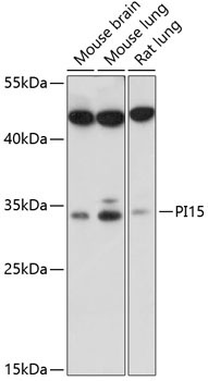 PI15 Rabbit Polyclonal Antibody