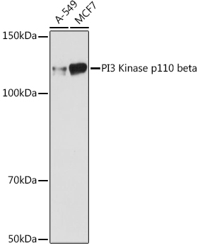 PI3 Kinase p110 beta Rabbit Monoclonal Antibody