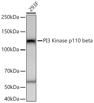 PI3 Kinase p110 beta Rabbit Monoclonal Antibody