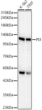 PI3 Kinase p110 beta Rabbit Polyclonal Antibody