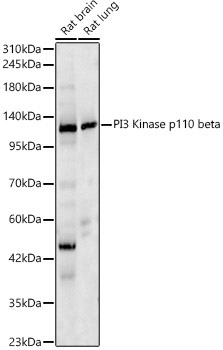 PI3 Kinase p110 beta Rabbit Polyclonal Antibody - Image 2