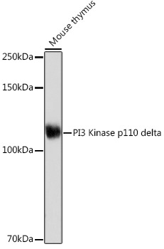 PI3 Kinase p110 delta Rabbit Monoclonal Antibody
