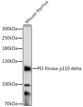 PI3 Kinase p110 delta Rabbit Polyclonal Antibody
