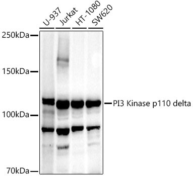 PI3 Kinase p110 delta Rabbit Polyclonal Antibody - Image 2