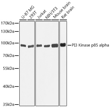 PI3 Kinase p85 alpha Mouse Monoclonal Antibody