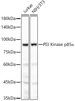 PI3 Kinase p85 alpha Rabbit Monoclonal Antibody