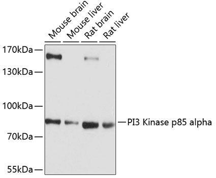 PI3 Kinase p85 alpha Rabbit Polyclonal Antibody