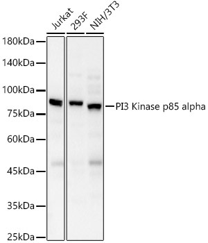 PI3 Kinase p85 alpha Rabbit Polyclonal Antibody - Image 4