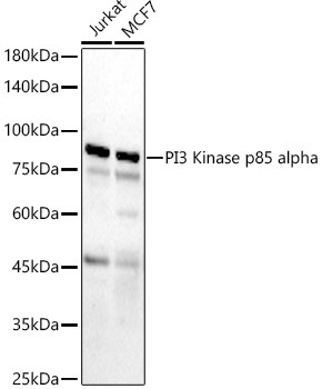 PI3 Kinase p85 alpha Rabbit Polyclonal Antibody - Image 5