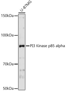 PI3 Kinase p85 alpha Rabbit Polyclonal Antibody