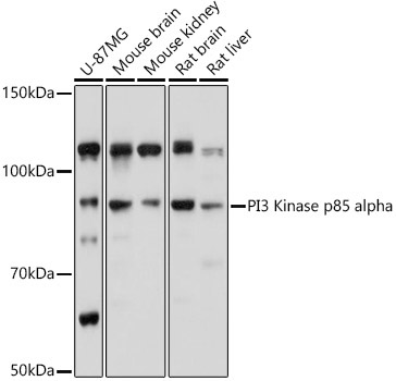 PI3 Kinase p85 alpha Rabbit Polyclonal Antibody - Image 2