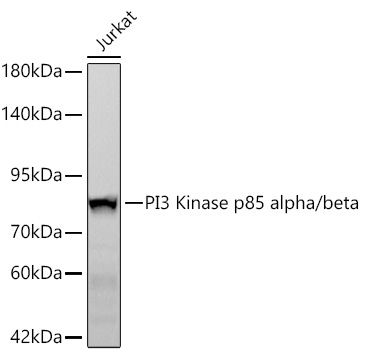 PI3 Kinase p85 alpha/beta Rabbit Monoclonal Antibody