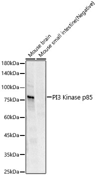 PI3 Kinase p85 alpha/beta/gamma Monoclonal Antibody
