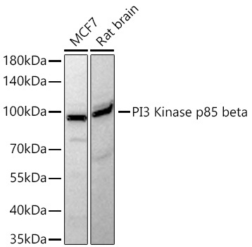 PI3 Kinase p85 beta Rabbit Monoclonal Antibody