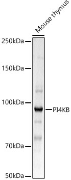 PI4KB Rabbit Polyclonal Antibody