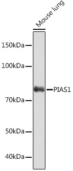 PIAS1 Rabbit Monoclonal Antibody - Image 2