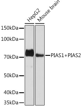 PIAS1+PIAS2 Rabbit Monoclonal Antibody